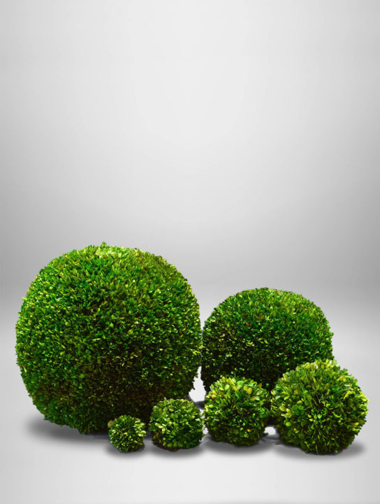 Boxwood Topiary Balls - West Coast Event Productions, Inc.