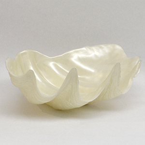 https://wcep.com/wp-content/uploads/2018/03/White-Clam-Shell-Bowl_thumb.jpg