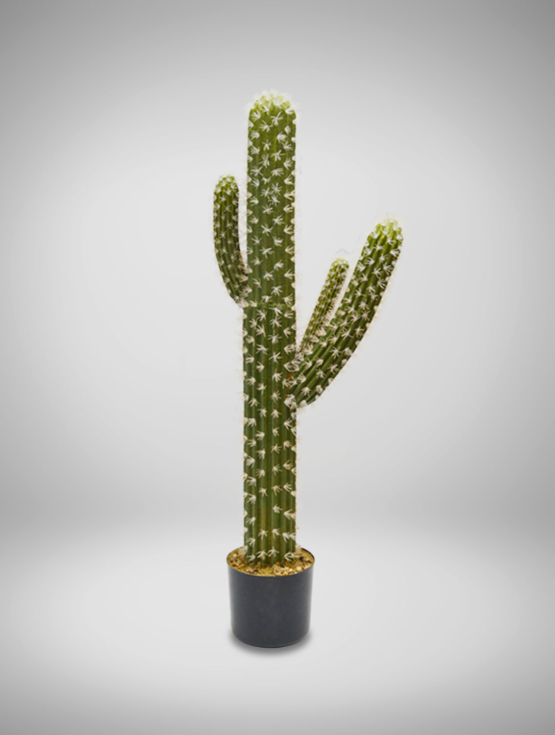 little cactus